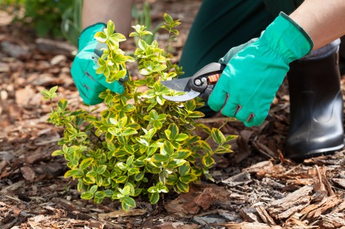 Overgrown garden clearance in Downham with green waste removal