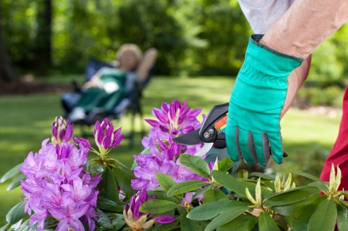 Professional hedge maintenance improving garden shape